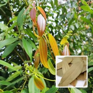 Indian Bay Leaf Plant| Buy Live Plant Online in India | Khurpi