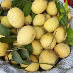 Jambura Mango| Buy Live Mango Online in India| Khurpi