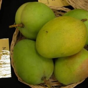 Kensington Pride Mango| Buy Live Mango Online in India| Khurpi