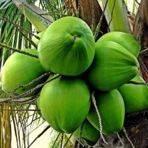 Keralian Coconut| Buy Live Coconut Plant Online in India| Khurpi