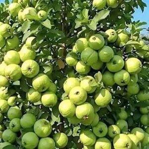 L-49 Guava| Buy Live Guava Online in India| Khurpi