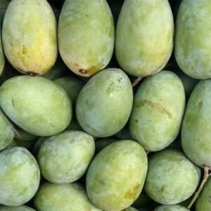 Langra Mango| Buy Live Mango Plant Online in India| Khurpi