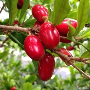 Miracle Fruit | Buy Live Plant Online in India | Khurpi