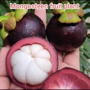Mongosteen Fruit Plant | Buy Live Plant Online in India | Khurpi