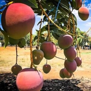 R2E2 Mango| Buy Live Mango Plant Online in India| Khurpi