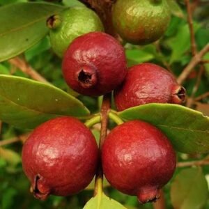 Strawberry Guava| Buy Live Mango Online in India| Khurpi
