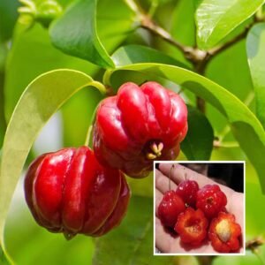 Surinam Cherry | Buy Live Plant Online in India | Khurpi