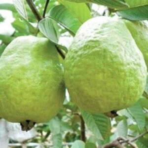 Thai 1 kg Guava| Buy Live Guava Plant Online in India| Khurpi
