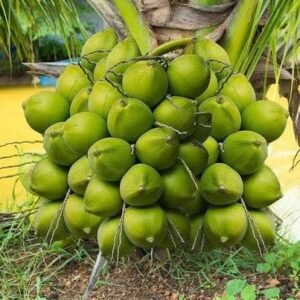 Vietnam Green Coconut| Buy Live Coconut Online in India| Khurpi