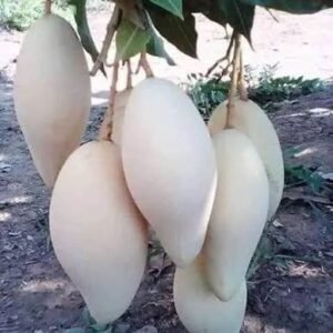 White Nam Doc Mai Mango| Buy Live Mango Online in India| Khurpi