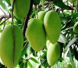 All-time Mango| Buy Live Mango Online in India| Khurpi