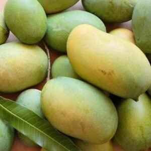 Amrapali Mango| Buy Live Mango Online in India| Khurpi