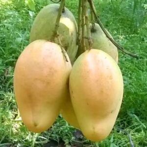 Bari 11Mango| Buy Live Mango Plant Online in India| Khurpi
