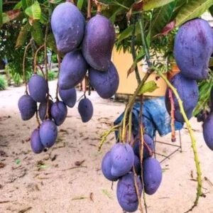 Black stone mango| Buy Live Mango Plant Online in India| Khurpi