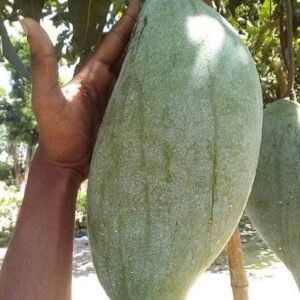 Brunei King mango| Buy Live Mango Online in India| Khurpi