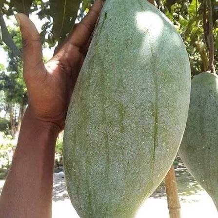 Brunei King mango| Buy Live Mango Online in India| Khurpi