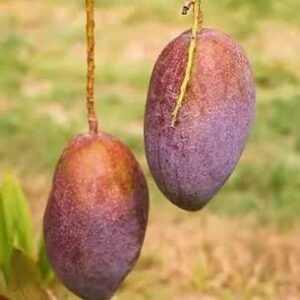 King of Chakapath Mango| Buy Live Mango Plant Online in India| Khurpi