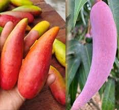 Chili Mango| Buy Live Mango Online in India| Khurpi