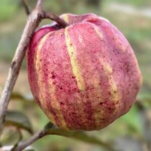 Dragon Guava Plant| Buy Live Guava Online in India| Khurpi