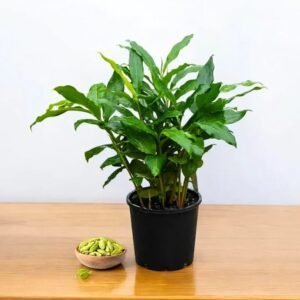 Elaichi Plant| Buy Live Plant Online in India | Khurpi