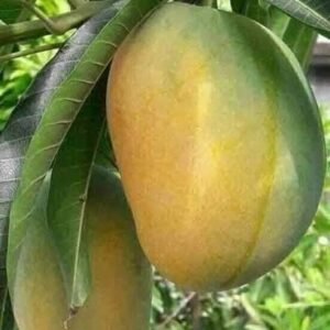 Gourmati Mango| Buy Live Mango Online in India| Khurpi