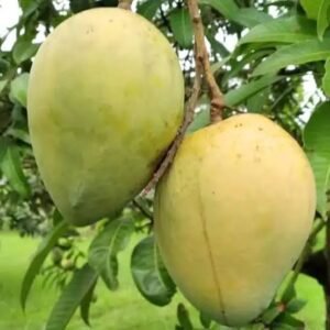 Haribanga Mango| Buy Live Mango Online in India| Khurpi