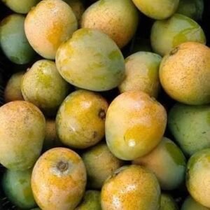 Himsagar mango| Buy Live Mango Plant Online in India| Khurpi