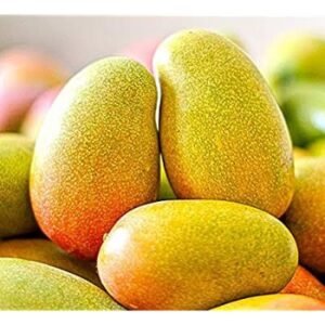 Honey Dew Mango| Buy Live Mango Plant Online in India| Khurpi