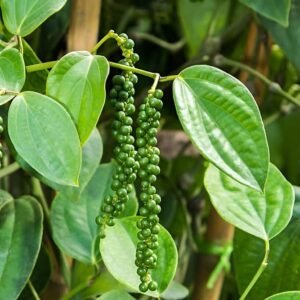 Black Pepper Plant| Buy Live Plant Online in India | Khurpi
