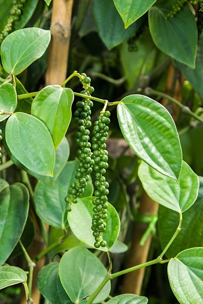 Black Pepper Plant| Buy Live Plant Online in India | Khurpi
