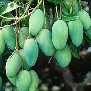 Kaccha Meetha Mango| Buy Live Mango Online in India| Khurpi