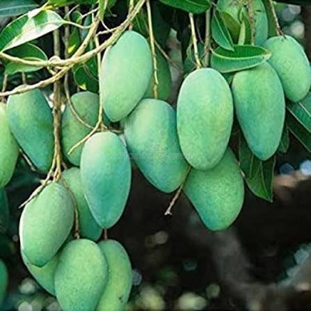 Kaccha Meetha Mango| Buy Live Mango Online in India| Khurpi