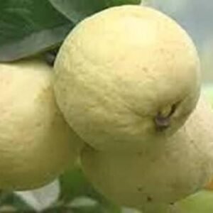 Khaja Guava| Buy Live Guavas Online in India| Khurpi