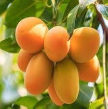 Laxman Bhog Mango Buy Live Mango Plant Online in India| Khurpi