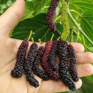 Long Mulberry Plant| Buy Live Mulberry Plant Online in India| Khurpi