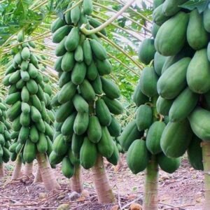 Pusa Dwarf Papaya Seeds | Buy Plant Seeds Online in India | Khurpi