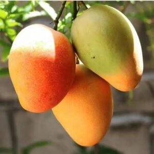 Pusa Surya Mango| Buy Live Mango Online in India| Khurpi