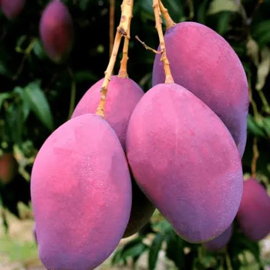 Red Palmer Mango| Buy Live Mango Online in India| Khurpi