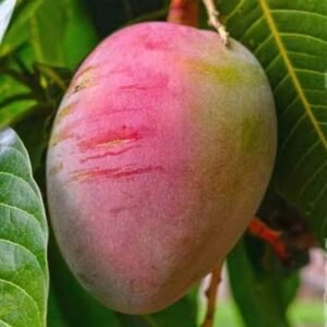 Sensation Mango| Buy Live Mango Online in India| Khurpi