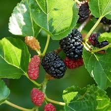 Short Mulberry Plant| Buy Live Mulberry Plant Online in India| Khurpi