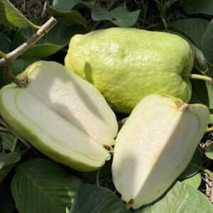 White Diamond Guava| Buy Live Guava Online in India| Khurpi
