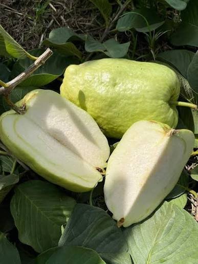 White Diamond Guava| Buy Live Guava Online in India| Khurpi